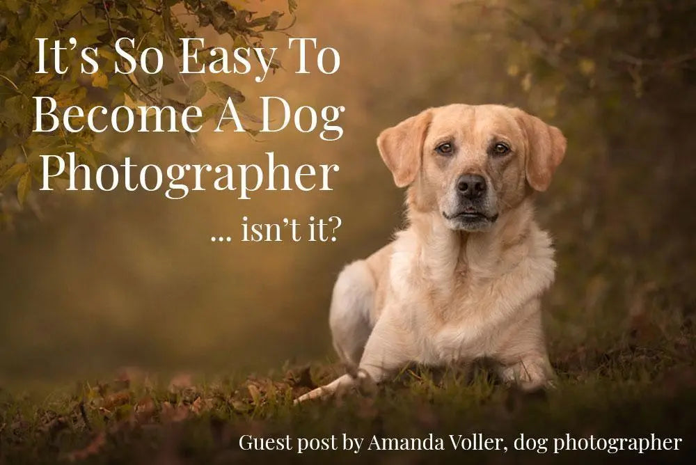 It's so easy to become a dog photographer... (isn't it?)