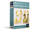 Real Baby Ducklings Overlay Bundle Real Overlays & Photoshop Actions