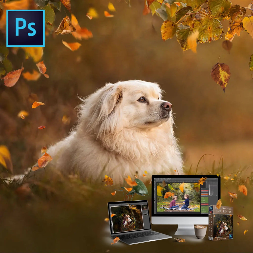 Real Falling Leaves Overlays Overlays: Leaf Leaves